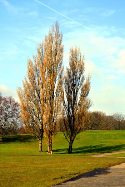 Lombardy Poplar Facts: Guide To Lombardy Poplar Care In The Landscape - If you read up on Lombardy poplar tree facts, you’ll find that these trees offer advantages but also many disadvantages. For more information about Lombardy poplars in landscapes, this article will help. Lombardi Poplar Trees, Lombardy Poplar Tree, Tennessee Trees, Hybrid Poplar Tree, Fast Growing Pine Trees, Farm Driveway, British Nature, Tree Facts, Lombardy Poplar