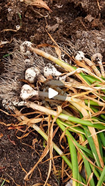 Kaleb Wyse on Instagram: "How do you know when to harvest garlic? There are two main ways with one of them being a bit of a surprise!" When To Harvest Garlic, Kaleb Wyse, Harvest Garlic, Wyse Guide, Garden Food, Garden Recipes, June 21, Raised Garden Beds, Raised Garden