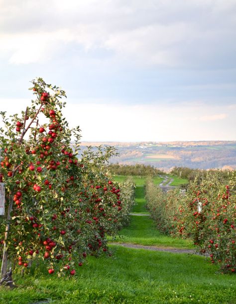 Italian Orchard, Fruit Orchard Aesthetic, Apple Orchard Aesthetic, Orchard Aesthetic, Apples In Basket, Apple Harvest Aesthetic, Apple Garden Photography, Apple Tree Farm, Farm Orchard