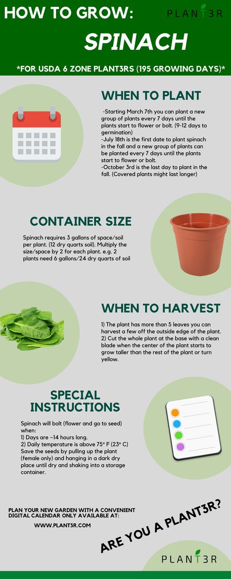 All of the details you need to know about how to grow spinach for USDA 6 zone. How To Grow Spinach, Grow Spinach, Date Plant, Growing Spinach, Vegetable Garden Tips, Growing Greens, Backyard Vegetable Gardens, Today Is The Day, Greenhouse Gardening