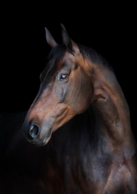 Horse Photo Black Background, Black Bay Horse, Horse Profile Pictures, Brown Horse Photography, Reference Photos Animals, Pharaohs Horses, Horses Names, Skull Clothes, Equestrian Photoshoot