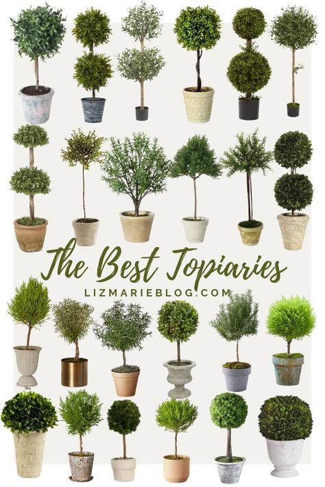 Best Topiary Plants, Decorating With Topiaries Indoors, Best Topiary Trees, Topiary On Mantle Fireplaces, Topiaries On Mantle, Topiary In Pots, Evergreen Topiary Trees, Diy Boxwood Topiary, Topiaries In Pots