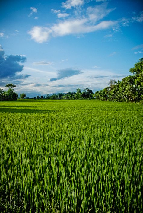 Former Images, Photoshop Rendering, Rice Field, India Culture, Village Photography, Sky View, Beautiful Places Nature, Nature Scenes, The Field