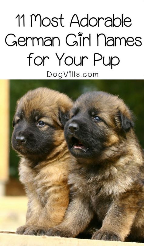 Need a name for your new hund? Check out 11 of the most adorable German girl dog names for your sweet welpe! Puppy Girl Names, German Dog Names, Pet Names For Dogs, Dog Names Unique, German Shepherd Names, Female German Shepherd, Girl Dog Names, Female Dog Names, Names Girl