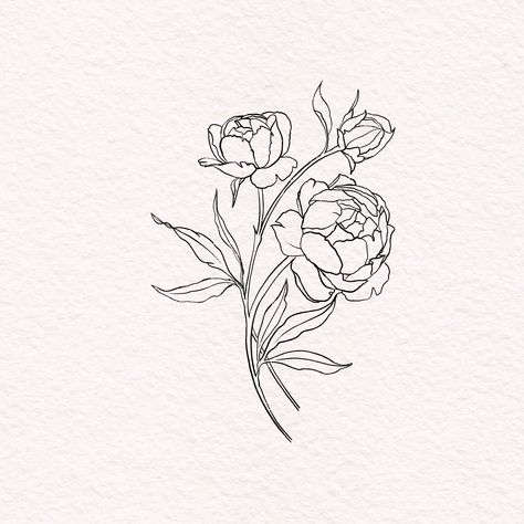 Peonies Line Drawing, Rose Fine Line Drawing, Peony One Line Drawing, Peony Bud Drawing, Paeonia Tattoo, Peony Tattoo Outline, Peonies Drawing Simple, Peony Doodle, Peony Tattoo Sketch