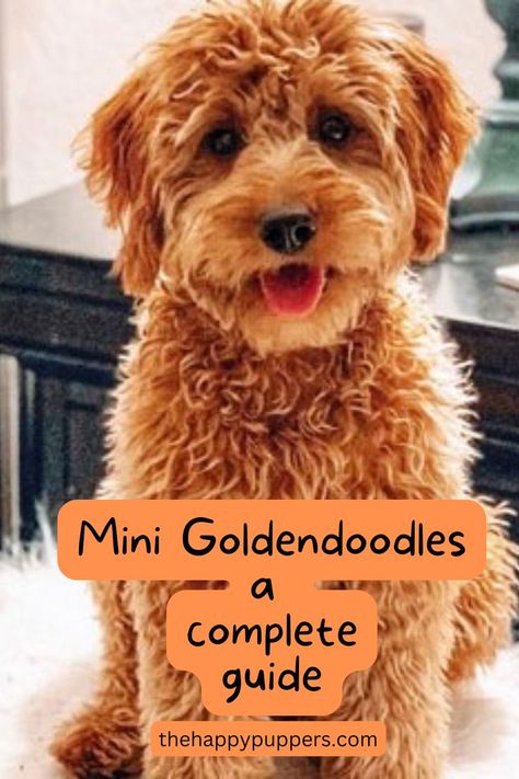 Are you looking for the perfect family dog? The mini Goldendoodle might just be the one you need. Mini Goldendoodles, miniature Goldendoodles, or mini Goldendoodles are petite to medium-sized dogs that are very attentive and affectionate towards their humans. #minigoldendoodle #dogs #dogbreeds #dogcare #thehappypuppers Goldendoodle Miniature, Mini Goldendoodle Puppies, Super Cute Dogs, Mini Goldendoodle, Family Dog, Goldendoodle Puppy, Perfect Family, Medium Sized Dogs, Be The One