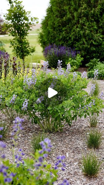 Kaleb Wyse on Instagram: "These beautiful, long spires of flowers are the best part about baptisia. Plant one of these and enjoy their beauty!" Baptisia Plant, Kaleb Wyse, Wyse Guide, Gardening Flowers, Diy Gardening, May 21, Fruit Trees, Flower Beds, Diy Garden