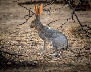 Antelope jackrabbit (Lepus alleni) Tail And Ears, Red Tailed Hawk, Jack Rabbit, Great Horned Owl, In The Desert, See Me, The Bear, The Desert, Mammals