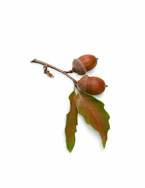 Halloween Camping, Magia Das Ervas, Acorn And Oak, Oak Leaves, Botanical Drawings, E Card, Arte Floral, Natural Forms, Flowers Nature