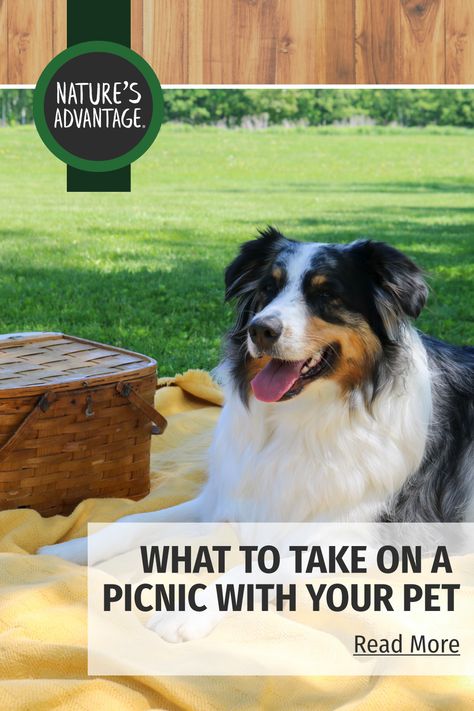 As devoted dog parents, many of us can’t imagine going on an outdoor outing without bringing along our furriest companions. So as you’re planning a fun picnic in the park this summer, don’t forget to pack the things you’ll need for your best pal! We’ve consulted with our in-house expert on all things canine, Sparky, to help you decide what to bring on your dog friendly picnic so that both you and Fido will enjoy the day. Picnic With Dog, Keep Dogs Cool In Summer Ideas, Keep Dog Cool In The Summer, Ways To Keep Your Dog Entertained, Dog Picnic, Dog Park Etiquette, Best Dog Parks, Picnic Packing, Picnic Essentials