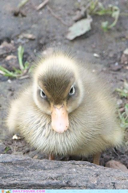 If looks could kill Angry Duck, Cute Ducklings, Baby Ducks, Pretty Animals, Animal Pics, Sweet Animals, Animal Planet, 귀여운 동물, Animals Friends