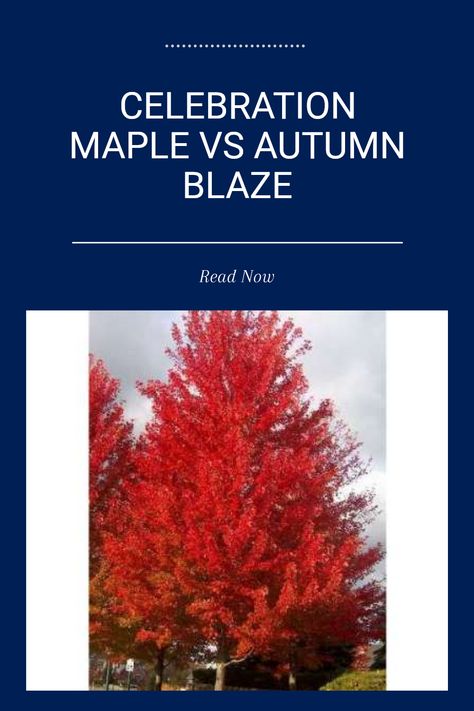 Choosing the right tree for your yard is essential, especially when considering options like Celebration Maple and Autumn Blaze. They're both popular maple trees, but their differences in growth patterns and fall colors can be striking. The Celebration Maple grows at a good pace and boasts stunning, golden-yellow leaves in autumn, while Autumn Blaze offers gorgeous red-orange foliage and amazing shade. Understanding these two types can help you pick the best fit for your home, enhancing your outdoor space in spectacular ways and providing a beautiful touch throughout the seasons. Gold Mop Cypress, Autumn Blaze Maple, Ash Leaf, Tree Growth, Sycamore Tree, Maple Trees, Act Like A Lady, Autumn Display, Elegant Feminine