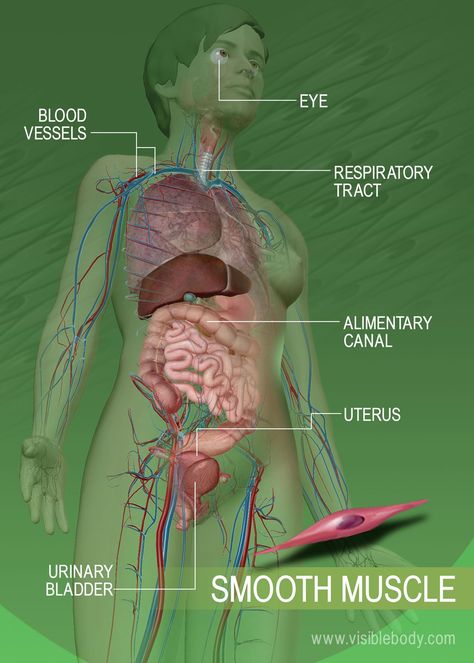 Smooth muscle tissue throughout the body Muscular System Labeled, Skeletal Muscle Anatomy, Muscles In The Body, Muscular Anatomy, Human Body Muscles, The Muscular System, Smooth Muscle Tissue, Smooth Muscle, Types Of Muscles