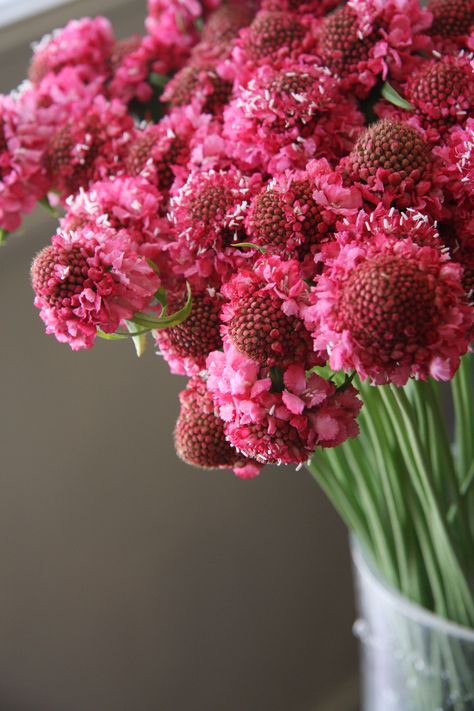 scabiosa Moco rose Ranunculus, Small Hands, Red Peppercorn, Flower Power, Beautiful Flowers, Wedding Flowers, Roses, Flowers, Pink