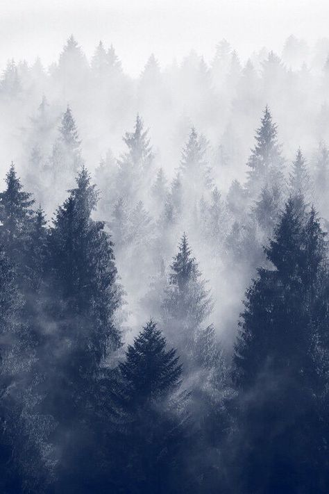 Smoky pines Snow Photography, Wallpaper Tumblr, 수채화 그림, The Fog, Vintage Landscape, Landscape Trees, Pics Art, Christmas Aesthetic, Winter Photography