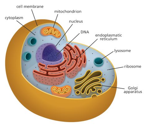 Really love this illustration showing the structures of an animal cell - clear, simple, and well-labelled with ribosome, golgi apparatus, nucleus (and the DNA inside), etc. Perfect for teaching biology! Human Cell Diagram, Human Cell Structure, Animal Cell Parts, Animal Cell Drawing, 3d Animal Cell, Cell Model Project, Animal Cell Project, Cell Diagram, Cell Theory