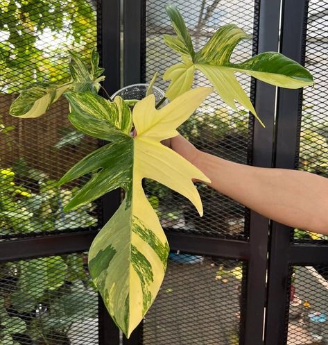 Rare Philodendron, Variegated Philodendron, Philodendron Florida, Flower Festival, Variegated Plants, Bonsai Art, Plant Decor Indoor, Plant Aesthetic, House Plants Decor