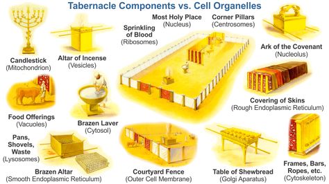 Tabernacle Of Moses, I Am The Door, Passover Lamb, Mercy Seat, Biblical Womanhood, The Tabernacle, Study Tools, Bible Knowledge, Old Testament