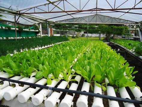 Inilah Resiko dan Keuntungan Hidroponik Tanpa Greenhouse ~ Hidrafarm Hydroponic Herb Garden, Greenhouse Farming, Types Of Farming, Indoor Farming, Hydroponic Farming, Hydroponic Growing, Bottle Garden, Veg Garden, Indoor Herb Garden