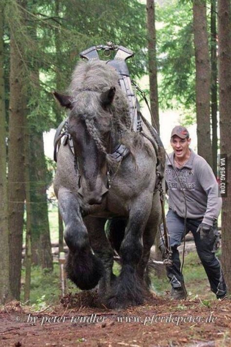 Draft Horse, Big Horses, Most Beautiful Horses, Work Horses, Draft Horses, Wow Art, Pretty Horses, Horse Photography, Horse Breeds