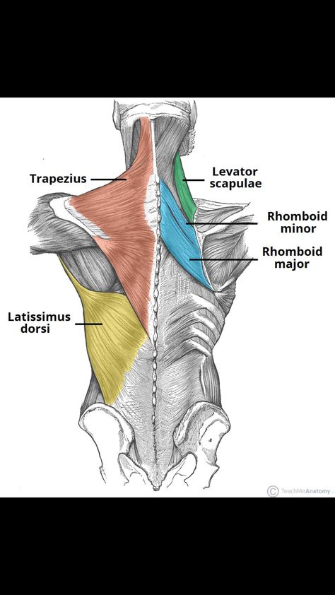 Lower Back Muscles Anatomy, Female Back Muscles, Levator Scapulae, Human Body Muscles, Body Muscle Anatomy, Muscle Diagram, Head Muscles, Upper Body Workout For Women, Upper Back Muscles