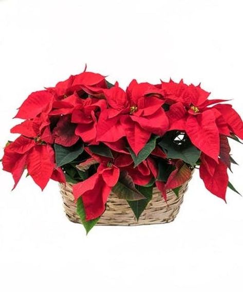 This basket of two red poinsettia has been a holiday favorite for generations and for a very good reason. It practically screams "Merry Christmas!" and comes decorated with Christmas bow. #FlowerKingdom Christmas Plant, Poinsettia Plant, Christmas Plants, Hosting Holidays, Basket Planters, Holiday Flower, Christmas Poinsettia, Palm Beach Gardens, Red Leaves