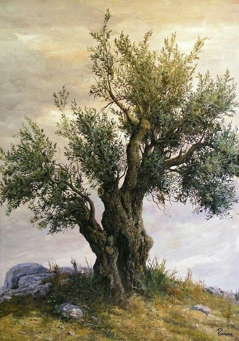 Olive Tree Drawing, Olive Tree Care, Tree On A Hill, Old Olive Tree, Olive Tree Painting, Growing Olive Trees, 숲 사진, Weird Trees, Fall Garden Vegetables