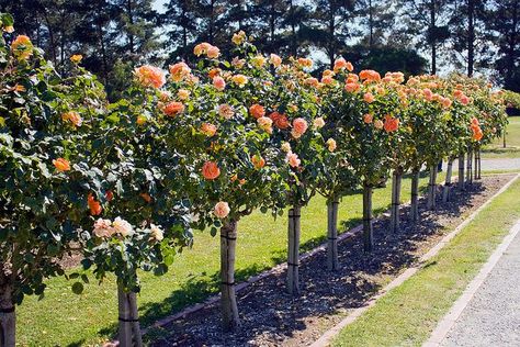 Magnolia Stellata, English Garden Design, Topiary Garden, Garden Deco, Flower Landscape, Magical Garden, Garden Cottage, Planting Herbs, English Garden