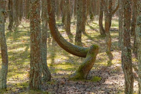 Appalachian Folklore Creatures, Appalachian Witch, Appalachian Aesthetic, Appalachian Women, Appalachia Aesthetic, Appalachian Folklore, Appalachian Gothic, Southern Things, Hoodoo Spells