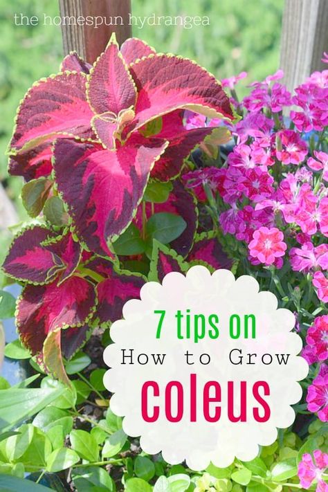 Coleus Care, Coleus Varieties, Patterns Colorful, Easy Plants To Grow, Overwintering, Shade Perennials, Gardening Flowers, Annual Flowers, Easy Plants