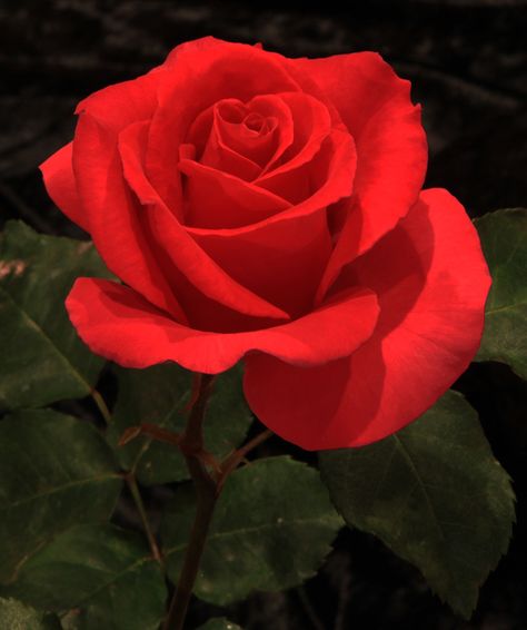 Pictures Of Red Roses, Red Rose Reference, Rose Reference Photo, Most Beautiful Flowers In The World, Rose Aethstetic, Photos Of Roses, Red Rose Photography, Red Rose Photo, Roses Pictures