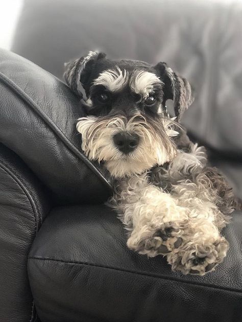 Black And White Schnauzer, Standard Schnauzer, Mini Schnauzer Puppies, Miniature Schnauzer Puppies, Schnauzer Puppy, Pugs Funny, Dogs Pooping, Collie Dog, Mini Schnauzer