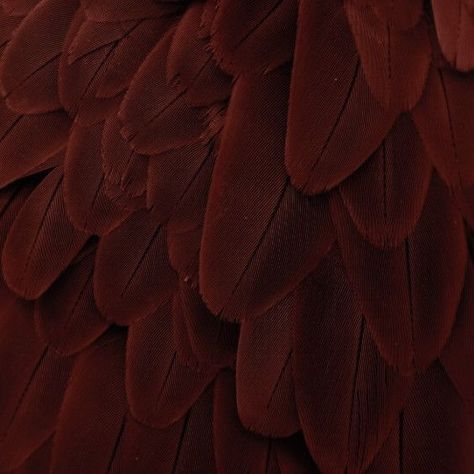 Red Bird Aesthetic, Red Wings Aesthetic, Mahogany Aesthetic, Wing Aesthetic, Green Brown Eyes, Mood Board Pictures, Bird Aesthetic, Keigo Takami Hawks, Reddish Brown Hair