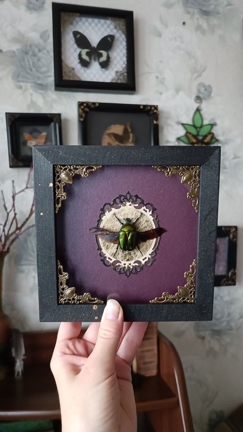 Beetle frame gallery wall decor idea. Available online tarantulabox.com Curiosities Decor, Beetle Decor, Framed Taxidermy, Frame Gallery Wall, Bird Eating, Entomology Art, Taxidermy Decor, Green Beetle, Taxidermy Art