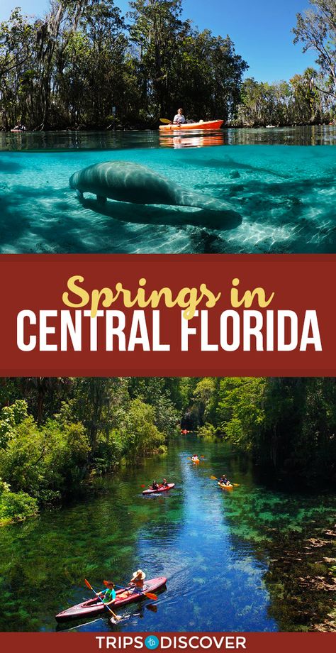 Natural Springs In Florida, Springs In Florida, Swimming With Manatees, Crystal River Florida, Florida Travel Guide, Florida Springs, Visit Florida, Old Florida, Spring Nature