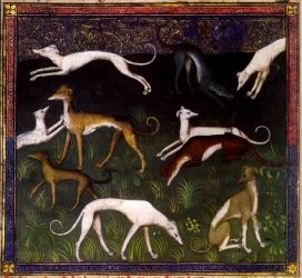 Renaissance and Regency Rummage Repository: The Dogs of the Medieval/Renaissance Hunt Greyhound Art, Whippet Dog, Grey Hound Dog, Dog Paw Print, Italian Greyhound, Deep Forest, Medieval Art, Illuminated Manuscript, Hunting Dogs