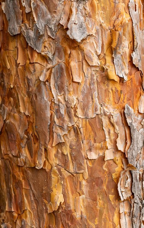 Texture Bark Tree Pine, #Bark, #Tree, #Pine, #Texture Tree Orange, Pine Bark, Orange Texture, Tree Free, Flyer Design Templates, Photos Hd, Traditional Medicine, Public Domain Images, Pine Tree