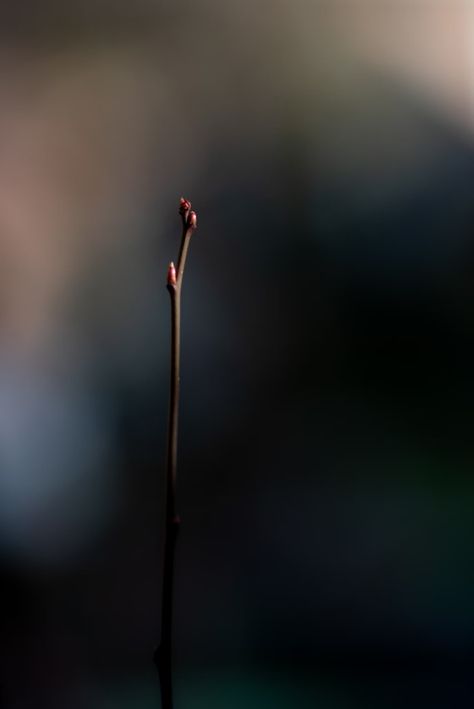 red flower bud in tilt shift lens photo – Free Blossom Image on Unsplash Bloom With Grace Wallpaper, Grace Wallpaper, Tilt Shift Lens, Bloom With Grace, Tilt Shift, Nature Background, Plant Wallpaper, Backgrounds Wallpapers, Minimalist Wallpaper