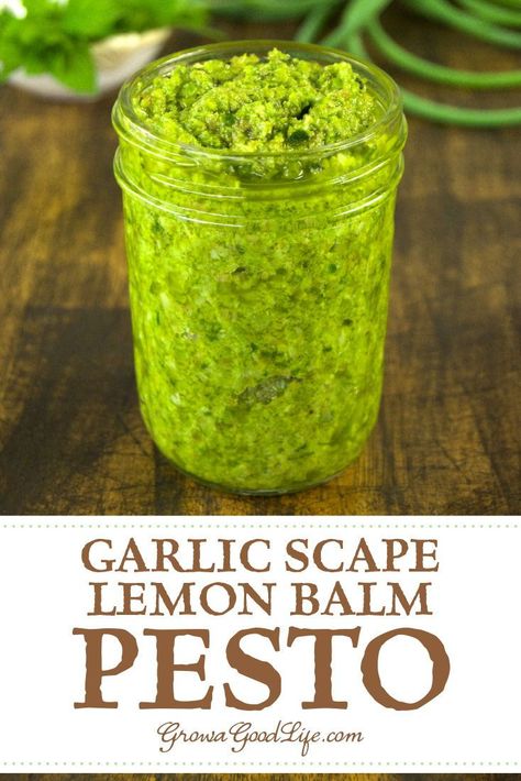 Lemon Balm Pesto Recipe, Lemon Balm Recipes, Garlic Scape Pesto, Make Pesto, Pasta Seafood, Garlic Scapes, Foraged Food, How To Make Pesto, Herb Recipes