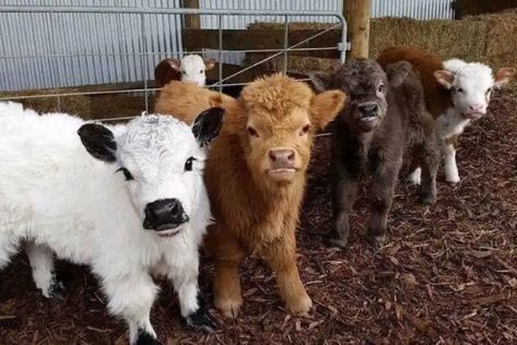 Teacup Mini Cow: Ultimate Guide (Size, Care, Cost & More!) Miniture Cows, Mini Highland Cow, Miniature Cattle, Miniature Cows, Pet Cows, Mini Cows, Baby Farm Animals, Fluffy Cows