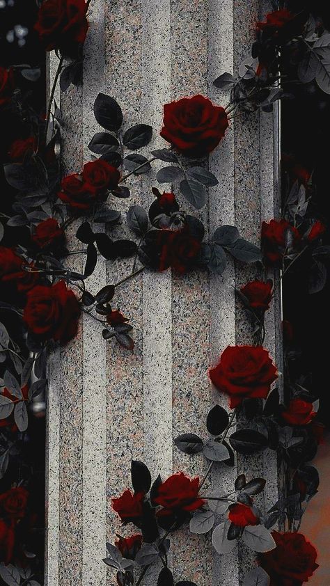 Red Rose Flower Aesthetic Wallpaper, Gothic Roses Wallpaper, Red And White Flowers Aesthetic, Red Roses Wallpaper Aesthetic, Dark Red Roses Wallpaper, Dark Red Roses Aesthetic, Dark Rose Wallpaper, Dark Roses Wallpaper, Roses Wallpaper Backgrounds