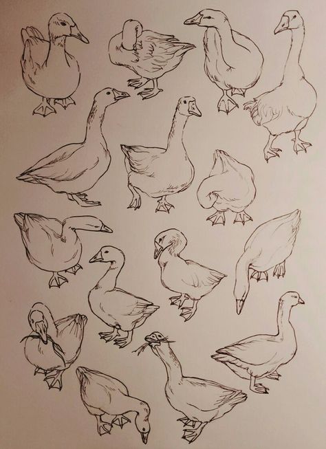 Study, geese, pattern, life drawing, art, pen, line art, WIP | Art sketchbook, Animal sketches, Animal drawings Pen Line Art, Animal Drawings Sketches, Animal Study, Art Pen, Arte Sketchbook, Animal Sketches, Arte Animal, Bird Drawings, Art Tutorials Drawing