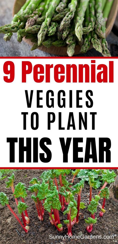 Best Perennial Vegetables to grow in your backyard garden this year.  These are a plant once and harvest for years plant.  #perennialvegetables #vegetables #gardening #backyardgardening Perennial Vegetable Garden Ideas, Harvesting Vegetable Garden, Flower Veggie Garden, Easy Garden Vegetables To Grow, Pennsylvania Gardening, Perennial Veggies, Perrenial Food Garden, Perennial Vegetable Garden, Minnesota Gardening