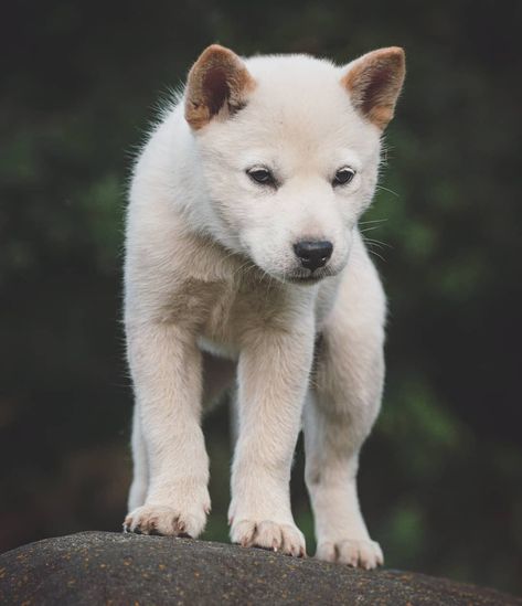 Hokkaido Dog, Unique Dogs, List Of Dog Breeds, Dogs Fluffy, Dog And Puppies, Lots Of Dogs, Dogs Big, For Better Or For Worse, Japanese Dogs