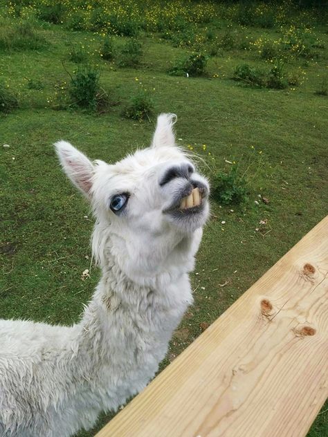 Alpaca Funny, Majestic Creatures, Cute Alpaca, Green Earth, Cute Creatures, Llama, Alpaca, Animal Lover, Most Beautiful