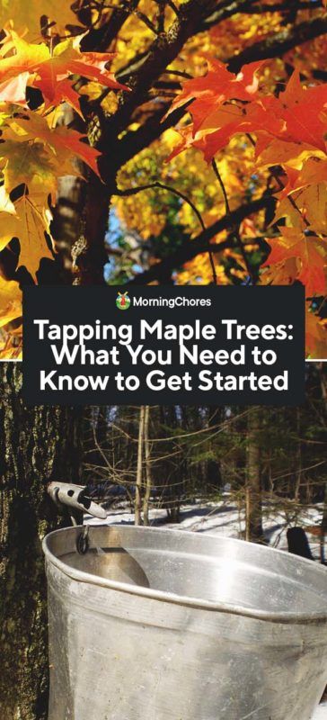 Maple Syrup Tree, Maple Tapping, Tapping Maple Trees, Berry Syrup, Homemade Maple Syrup, Vegetables For Babies, Red Maple Tree, Country Ideas, Homemade Syrup