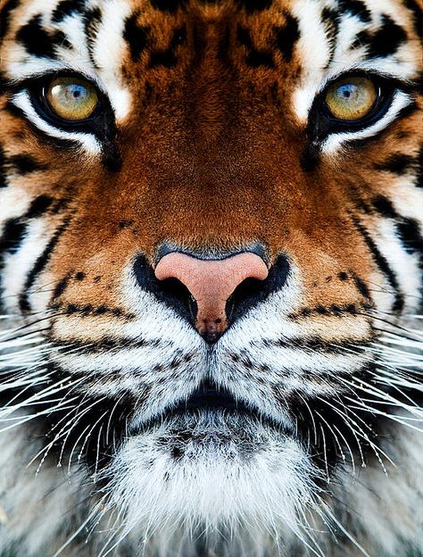 Tigres sont forts  j'adore animaux forts  le tigre, le lion, le T rex sont tous animaux forts leurs force est quel je pense est frais Animal Inspiration, Tiger Tiger, Tiger Face, Cheetahs, Drawing Inspo, White Tiger, White Photo, Body Tattoos, Animal Photo