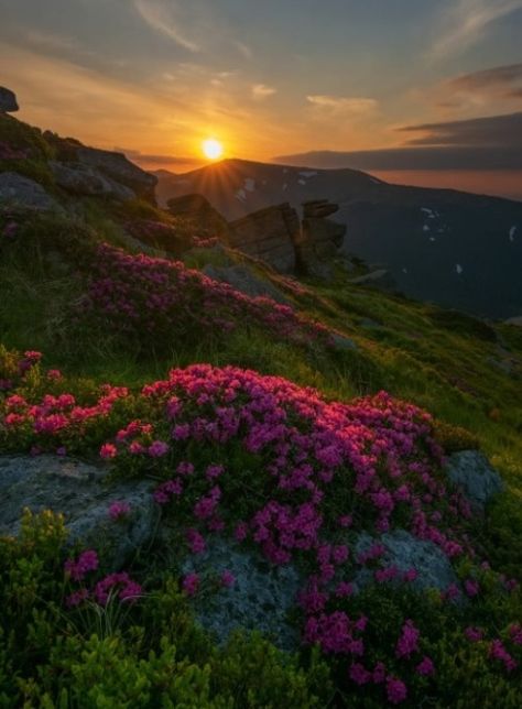 Valley Of Flowers, Scenic Pictures, Beautiful Scenery Pictures, Landscape Photography Nature, Sunset Landscape, Landscape Pictures, Summer Sunset, Sunset Pictures, Alam Yang Indah