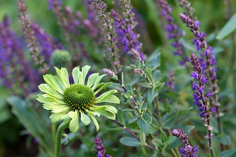 Plants Pictures, Herbaceous Border, Garden Photography, Plant Combinations, Plant Pictures, Ornamental Grasses, Country Gardening, Flower Child, Front Yard Landscaping