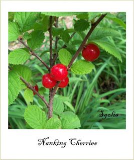 Yard and Garden Secrets: Nanking Cherry Bush Information Growing Cherries, Nanking Cherry, Bird Habitat, Fruit Bearing Trees, Pink Spring Flowers, Wind Break, Yard And Garden, Crabapple Tree, Cherry Recipes